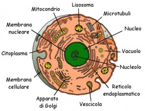 cellula-dettagli