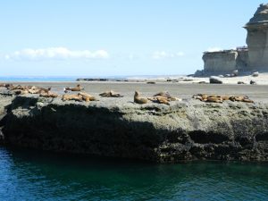 colonia di leoni marini